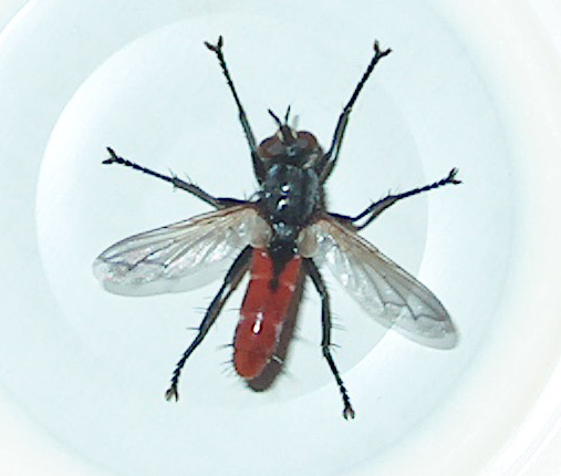 Cylindromyia bicolor (Tachinidae)